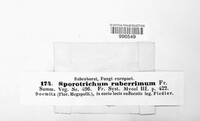 Sporotrichum ruberrimum image